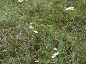 Pohľad na Achillea pannonica na lokalite Kravany nad Dunajom, Langov majer